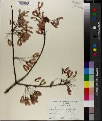 Acer rubrum var. trilobum image