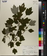 Acer rubrum var. trilobum image