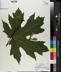 Acer macrophyllum image