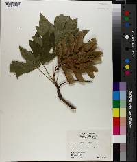 Acer macrophyllum image