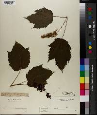 Acer spicatum image