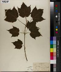 Acer spicatum image