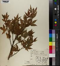 Acer palmatum f. atropurpureum image