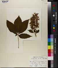 Aesculus discolor image