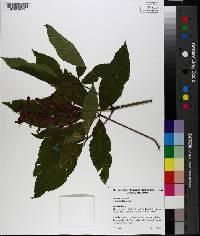 Aesculus pavia image