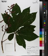 Aesculus pavia image