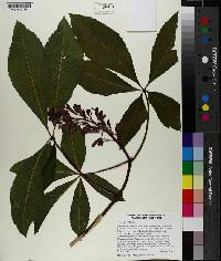 Aesculus pavia image