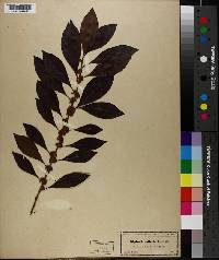 Dipholis salicifolia image