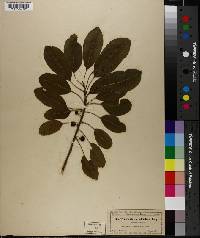 Sideroxylon mastichodendron image