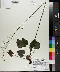 Heuchera americana image