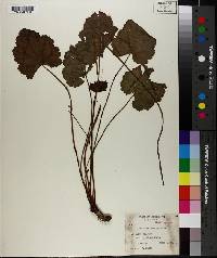 Heuchera americana image