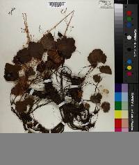 Heuchera micrantha var. erubescens image
