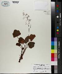 Heuchera micrantha image