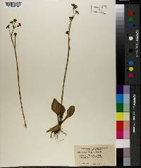 Saxifraga fragosa image