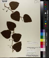 Smilax bona-nox image