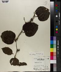 Smilax tamnoides image