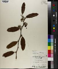 Smilax laurifolia image