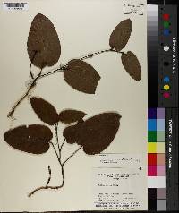 Smilax pumila image