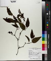 Smilax walteri image