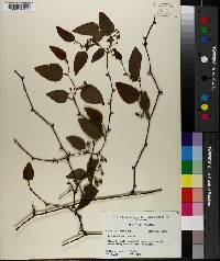 Smilax walteri image