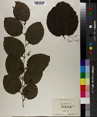 Smilax tamnoides image