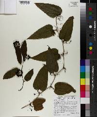 Smilax subpubescens image