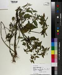 Solanum ptychanthum image