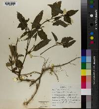 Solanum nigrum image