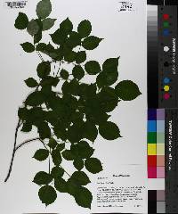 Staphylea trifolia image