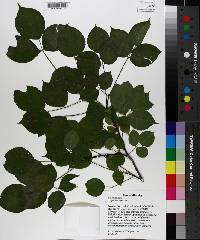 Staphylea trifolia image