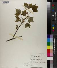 Staphylea trifolia image