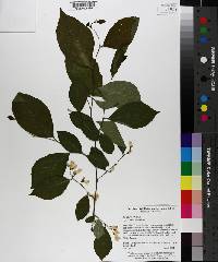 Styrax americanus image