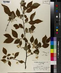 Styrax americanus image