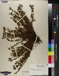 Polypremum procumbens image