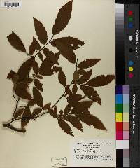 Ulmus alata image