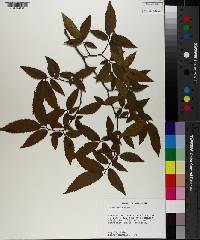 Ulmus alata image