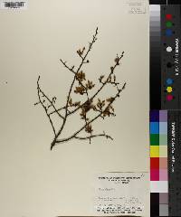 Ulmus alata image