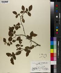 Ulmus crassifolia image