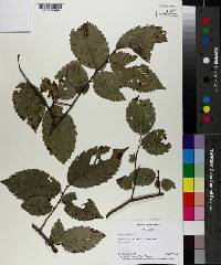 Ulmus americana image