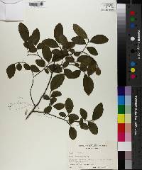 Ulmus crassifolia image