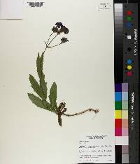 Verbena bonariensis image