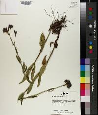 Verbena bonariensis image