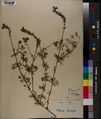 Verbena erinoides image