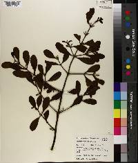 Phoradendron leucarpum subsp. leucarpum image