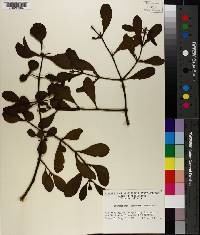 Phoradendron leucarpum subsp. leucarpum image