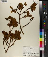 Phoradendron leucarpum subsp. leucarpum image