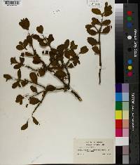 Phoradendron villosum image