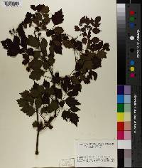 Ampelopsis arborea image