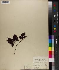 Nekemias arborea image