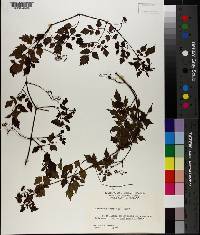 Nekemias arborea image